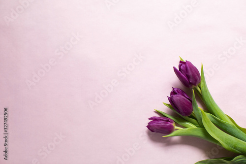 Flat lay  Purple spring tulips on a pink background. Spring concept