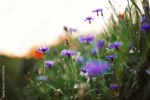 Cornflowers and green grass in sunset light in summer meadow, selective focus. Atmospheric beautiful moment. Wildflowers centaurea close up in warm light, summer in countryside. Environment