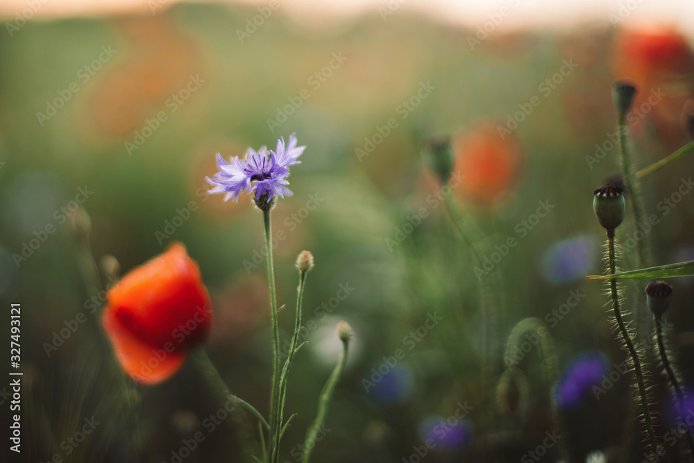Poppy and cornflowers in sunset light in summer meadow, selective focus. Atmospheric beautiful moment. Wildflowers in warm light, flowers close up in countryside. Rural simple life Poppy and cornflowers in sunset light in summer meadow, selective focus. Atmospheric beautiful moment. Wildflowers in warm light, flowers close up in countryside. Rural simple life