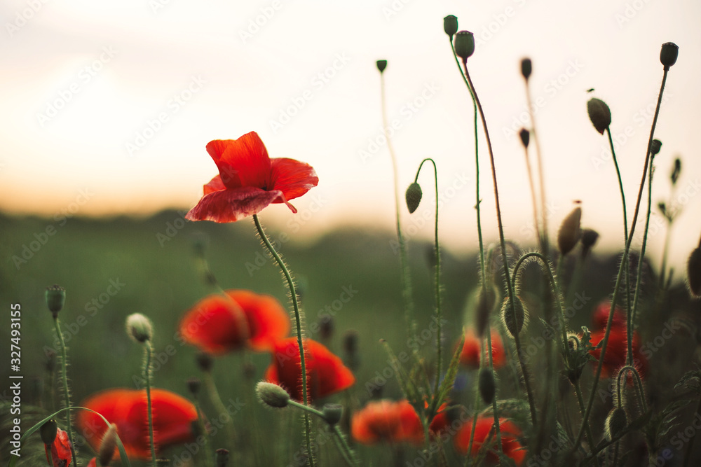 Obraz premium Poppy flowers and green grass in sunset light in summer meadow, selective focus. Atmospheric beautiful moment. Wildflowers close up in warm light, summer in countryside. Environment