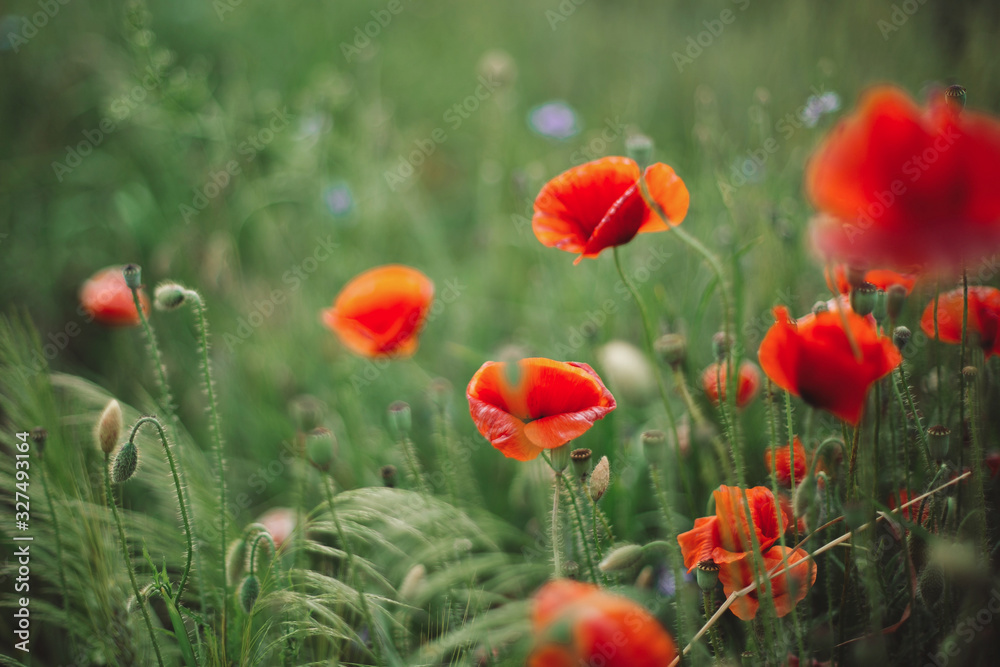 Obraz premium Poppy flowers and green grass in sunset light in summer meadow, selective focus. Atmospheric beautiful moment. Wildflowers close up in warm light, summer in countryside. Environment