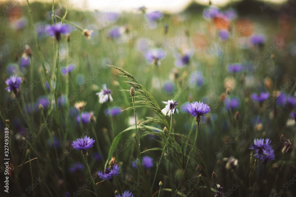 Cornflowers and green grass in sunset light in summer meadow, selective focus. Atmospheric beautiful moment. Wildflowers centaurea close up in warm light, summer in countryside. Environment Cornflowers and green grass in sunset light in summer meadow, selective focus. Atmospheric beautiful moment. Wildflowers centaurea close up in warm light, summer in countryside. Environment