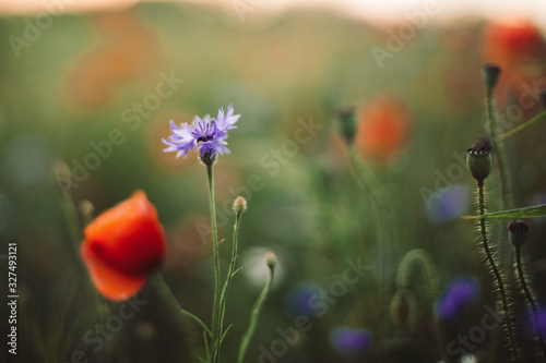 Poppy and cornflowers in sunset light in summer meadow, selective focus. Atmospheric beautiful moment. Wildflowers in warm light, flowers close up in countryside. Rural simple life