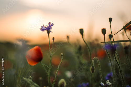 Fototapeta Naklejka Na Ścianę i Meble -  Poppy and cornflowers in sunset light in summer meadow, selective focus. Atmospheric beautiful moment. Wildflowers in warm light, flowers close up in countryside. Rural simple life