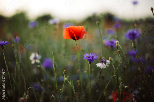 Poppy and cornflowers in sunset light in summer meadow, selective focus. Atmospheric beautiful moment. Wildflowers in warm light, flowers close up in countryside. Rural simple life