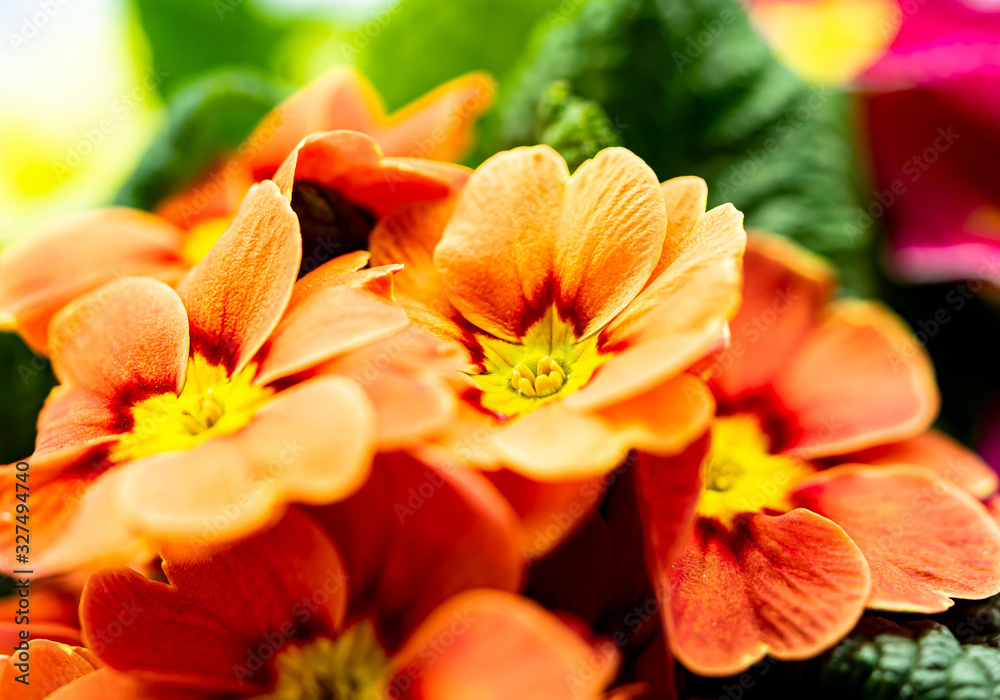 Primelblüten Primelblüten