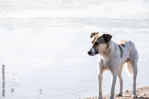 Dog on the sea, an old dog is resting on the beach, place for text.