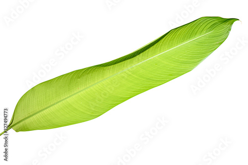  Heliconia variegated leaf isolated on white background with clipping path.