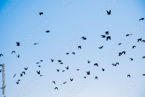 Birds flying in the sky  a flock of pigeons soar in the sky.