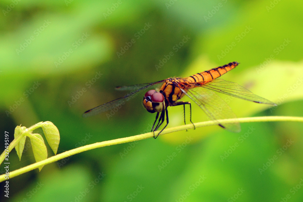 dragonfly on leaf dragonfly on leaf