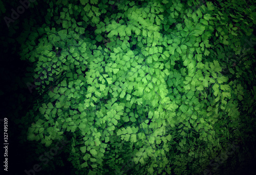Tropical fern leaves, jungle leaves green pattern background.