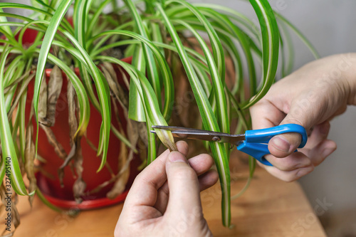 Hands cutting off withered leaf tips with scissors. Shriveled plant, flower Chlorophytum. Renewal of spider plant.