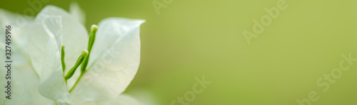 Closeup of beautiful nature view of white Bougainvillea flower on blurred background in garden with copy space using as background natural green plants landscape, ecology, fresh cover page concept.
