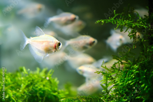 Canvas Print Ternetia, white tetra (gymnocorymbus ternetzi) - a species of fresh-water ray-fi