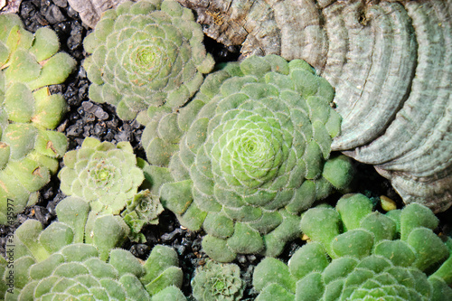 Aeonium is a large genus of succulents developing in the form of compact shrubs or herbaceous crops. The genus include about 40 very decorative perennial plants of the family Crassulaceae. photo
