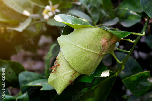 Ant nest made with leaves, Lemon trees.
