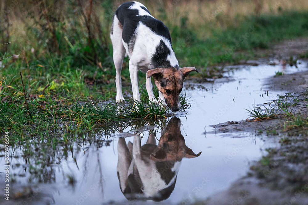 Calm mongrel dog drinking from puddle in the evening Calm mongrel dog drinking from puddle in the evening