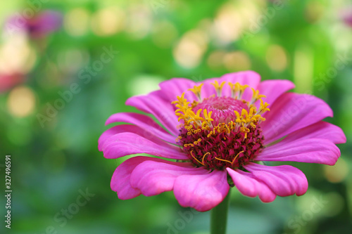 Pink petal zinnia violacea flowers or asteraceae with yellow pollen blooming in nature garden field blurred green tree background