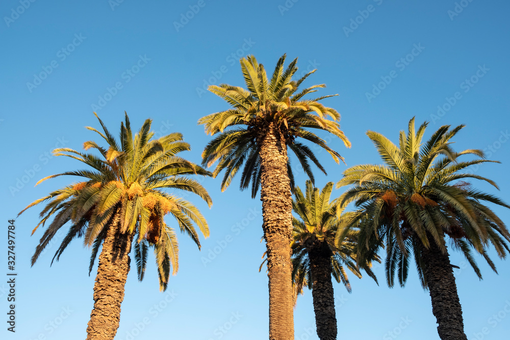 Silhouettes of 4 date palms against a blue sky Silhouettes of 4 date palms against a blue sky
