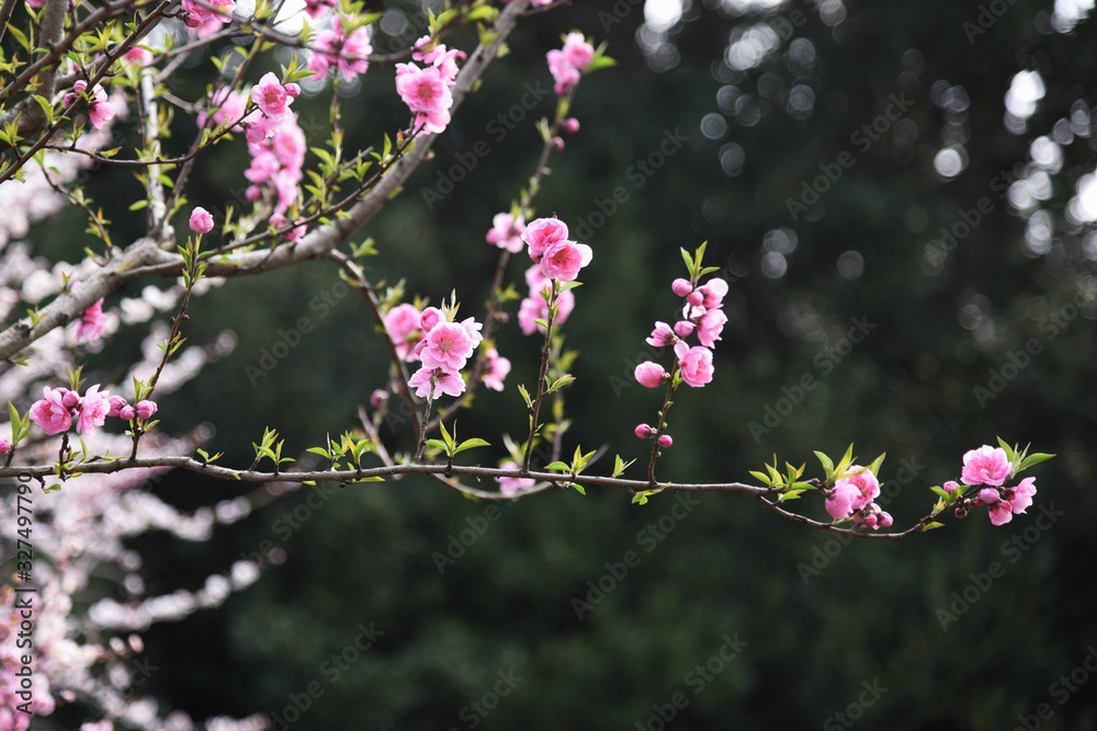 Ume bloosom (Japanese apricot bloosom) / Ume (Japanese aprocot) has long been popular in Japan because you can enjoy flowers, fragrances and fruits. Ume bloosom (Japanese apricot bloosom) / Ume (Japanese aprocot) has long been popular in Japan because you can enjoy flowers, fragrances and fruits.