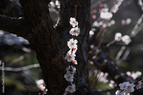 Ume bloosom (Japanese apricot bloosom) / Ume (Japanese aprocot) has long been popular in Japan because you can enjoy flowers, fragrances and fruits. photo