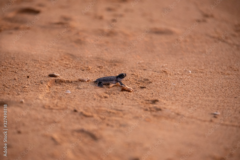 Baby green sea turtle hatchlings on the beach at sunset Okinawa Japan. Conservationists working to protect endangered animals. Baby green sea turtle hatchlings on the beach at sunset Okinawa Japan. Conservationists working to protect endangered animals.