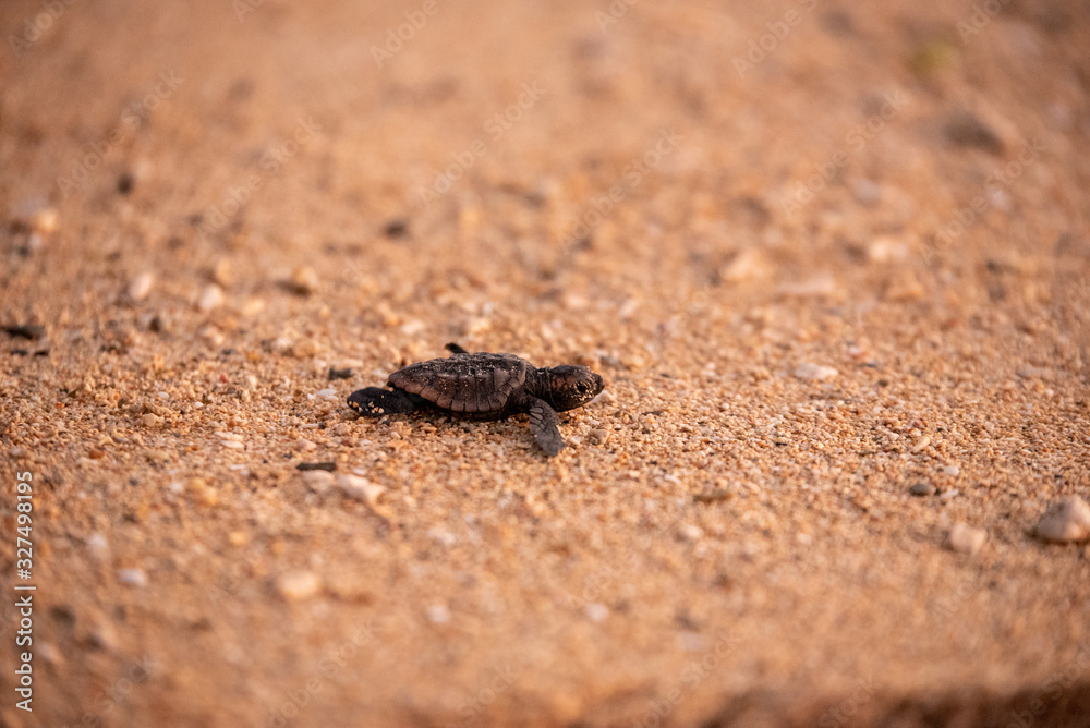 Baby green sea turtle hatchlings on the beach at sunset Okinawa Japan. Conservationists working to protect endangered animals.