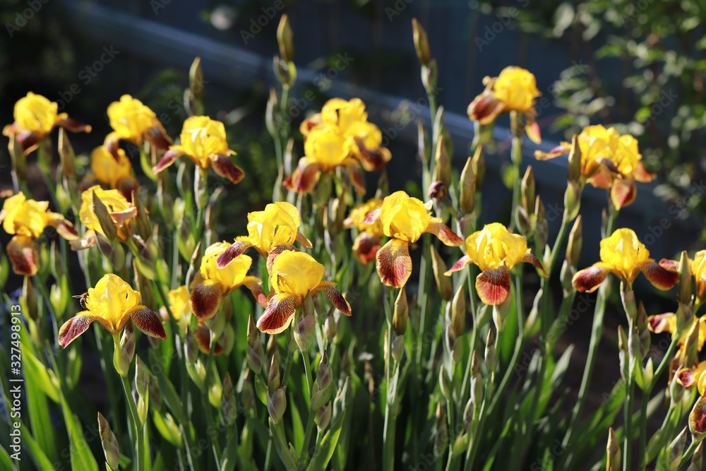 Fototapeta premium yellow brown irises with beautiful transitions, the garden area is decorated with flowers, noble varietal irises, scents of flowers in the summer garden
