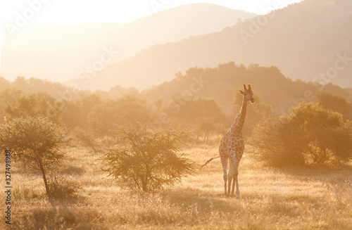 Cape giraffe, Giraffa camelopardalis, walking on savanna against rocky hills and bright sky. Direct view, vivid colors. African wild animal scenery. Traveling Pilanesberg national park, South Africa