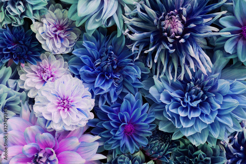 Beautiful fresh colorful blue and purple dahlia flowers in full bloom.