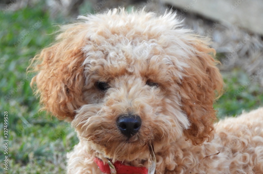 Furry puppy dog with leaf hanging at side of mouth Furry puppy dog with leaf hanging at side of mouth