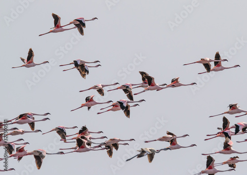 Flying colony of Lesser flamingos (Phoeniconaias minor) in Lake Natron, Safari, East Africa, August 2017, Northern Tanzania