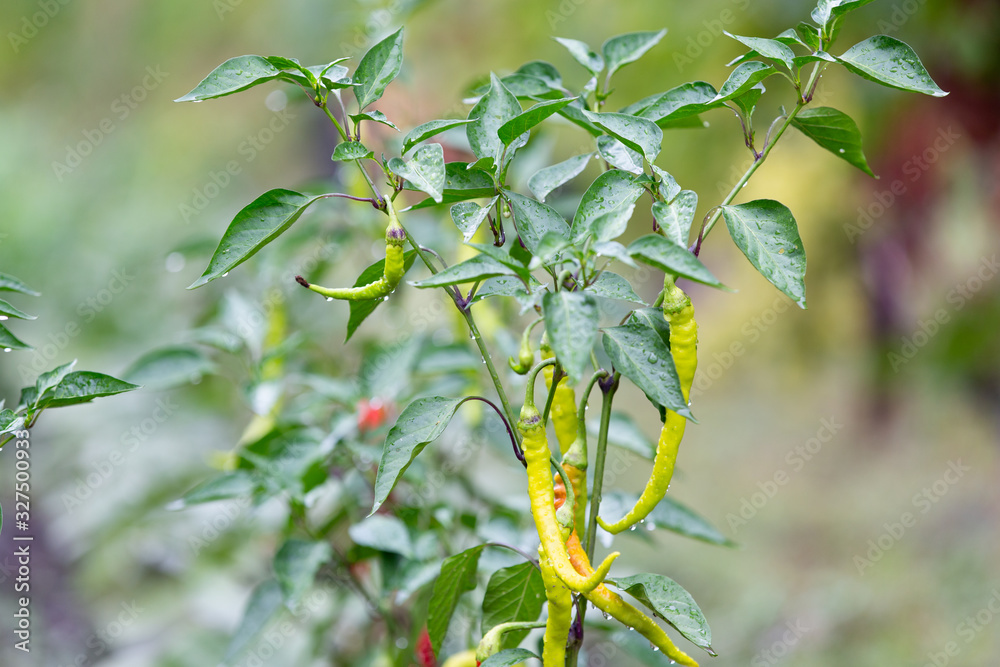 Obraz premium Ripe spicy pepper plant with pods on farmers field