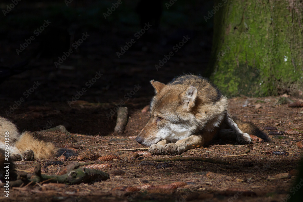 Wolves rest in the sunbeam in the forest Wolves rest in the sunbeam in the forest
