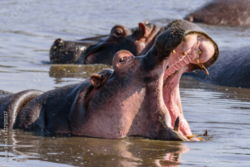 Portrait of an East African hippopotamus (H. a. kiboko) with open mouth in a small lake in the Ngorongoro crater