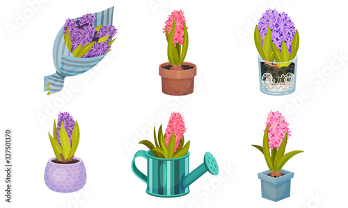 Hyacinth Bulbous Plant Growing in Flowerpot and Wrapped in Packing Paper Vector Set