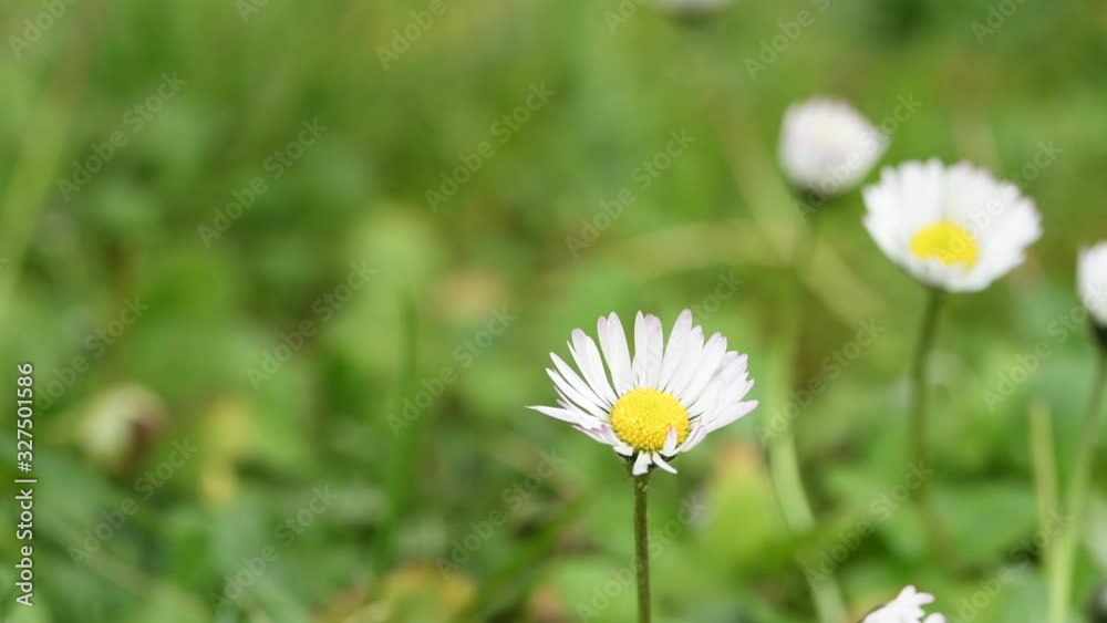 Marguerites. Daisies in the meadow. Marguerites. Daisies in the meadow.