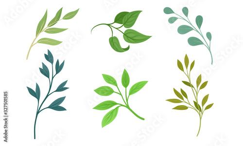 Green Twigs and Branches with Leaves Vector Set