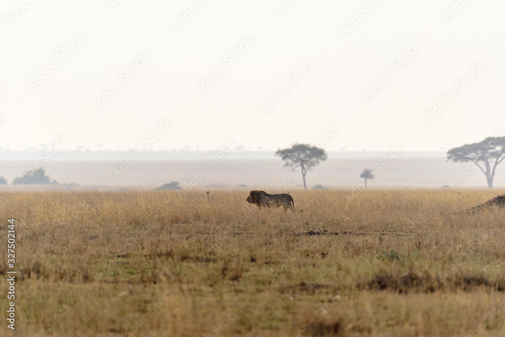 Lion (Panthera leo) crossing the wide gras savanna of the Serengeti, Serengeti National Park, Safari, East Africa, August 2017, Northern Tanzania