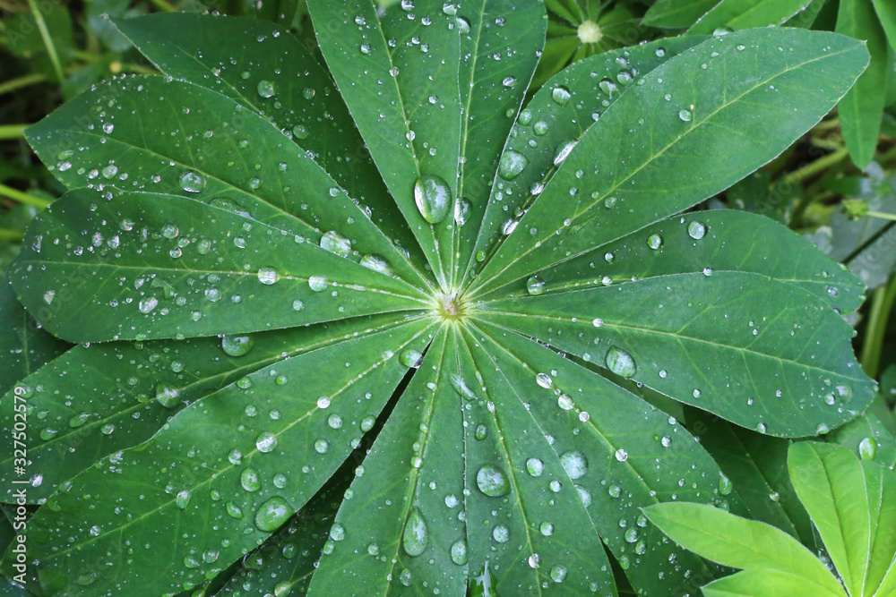 Raindrops on lupine leaves in summer garden Raindrops on lupine leaves in summer garden