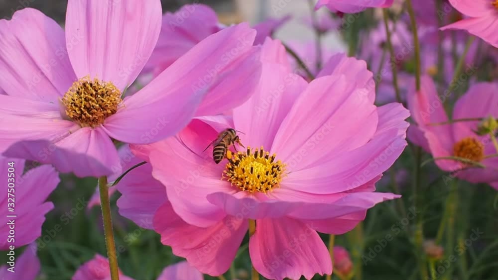 Beautiful flowers in garden with pink cosmos flower and bee on pollen. Beautiful flowers in garden with pink cosmos flower and bee on pollen.