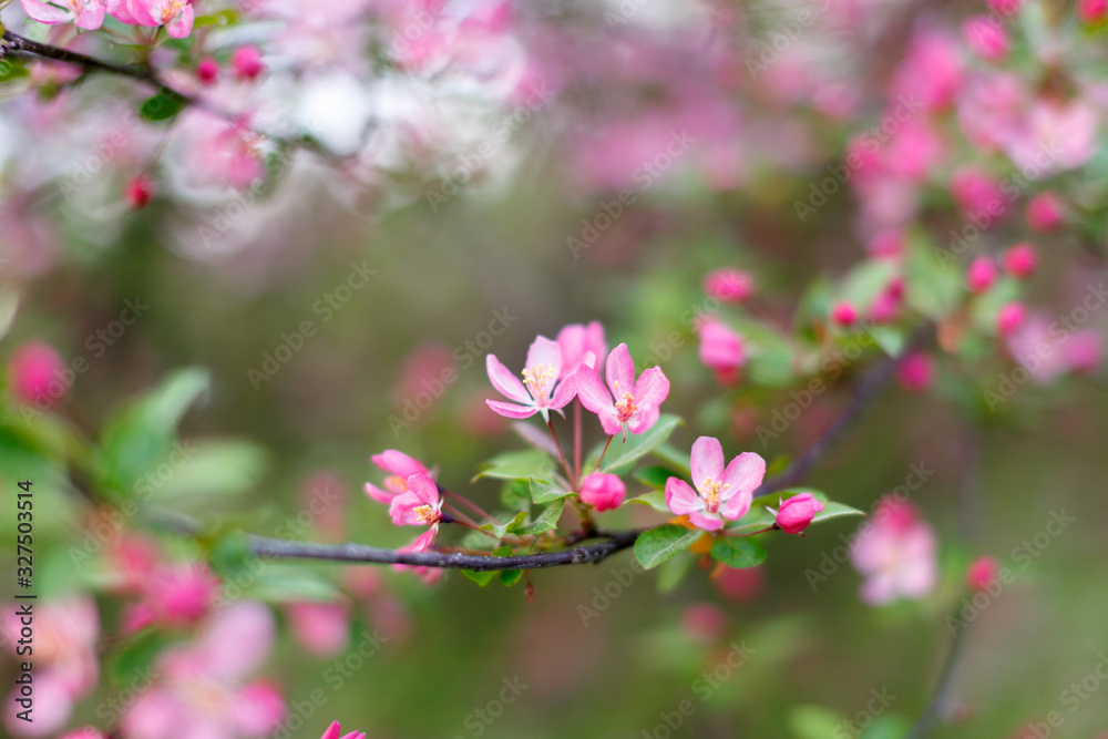 Spring flowering of apple trees, cherries. Pink buds, flowers. Soft focus, macro shot. Blurred background. Blooming garden. Spring flowering of apple trees, cherries. Pink buds, flowers. Soft focus, macro shot. Blurred background. Blooming garden.