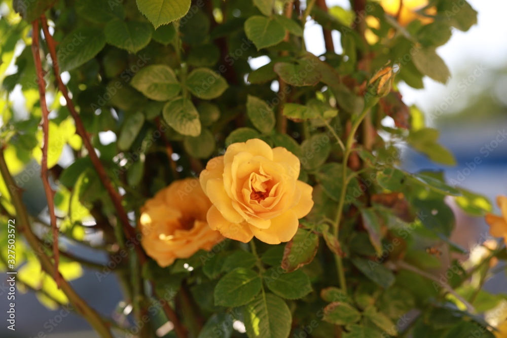 yellow tea climbing rose in the garden, gardening starts with roses yellow tea climbing rose in the garden, gardening starts with roses