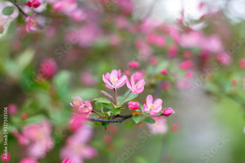 Spring flowering of apple trees, cherries. Pink buds, flowers. Soft focus, macro shot. Blurred background. Blooming garden.