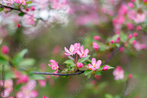 Spring flowering of apple trees, cherries. Pink buds, flowers. Soft focus, macro shot. Blurred background. Blooming garden.