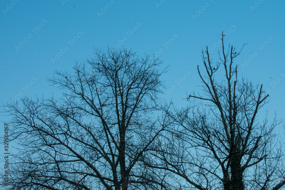 A Silhouette Tree With Birds Resting All Over It A Silhouette Tree With Birds Resting All Over It
