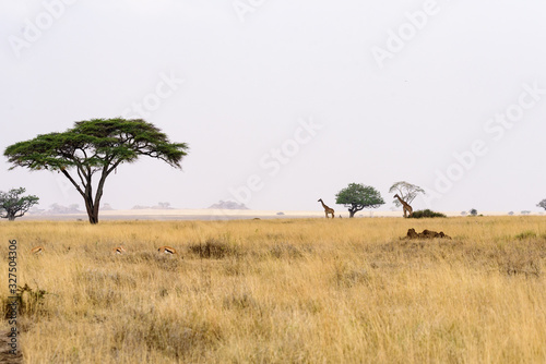 Crossing Maasai giraffes (Giraffa tippelskirchi) in the wide steppe of the Serengeti, Serengeti National Park, Safari, East Africa, August 2017, Northern Tanzania