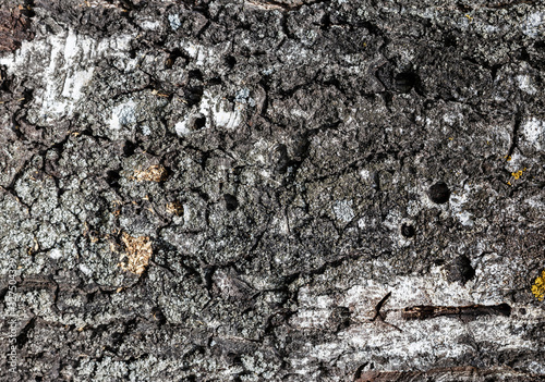 Close up texture of bark of a birch