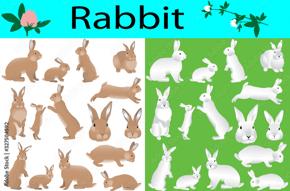 Collection of rabbits and its cubs in colour image