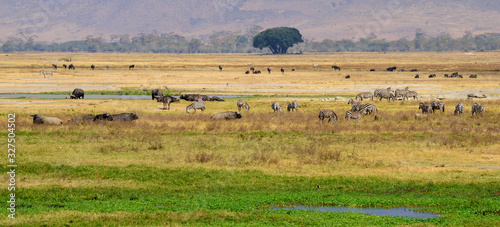 Herds of zebras (Equus quagga) and African buffalos (Syncerus caffer) in the Ngorongoro crater